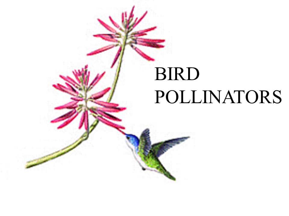 BIRD POLLINATORS