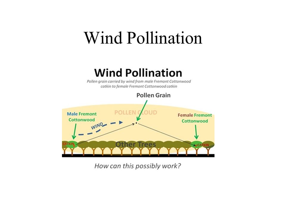 Wind Pollination