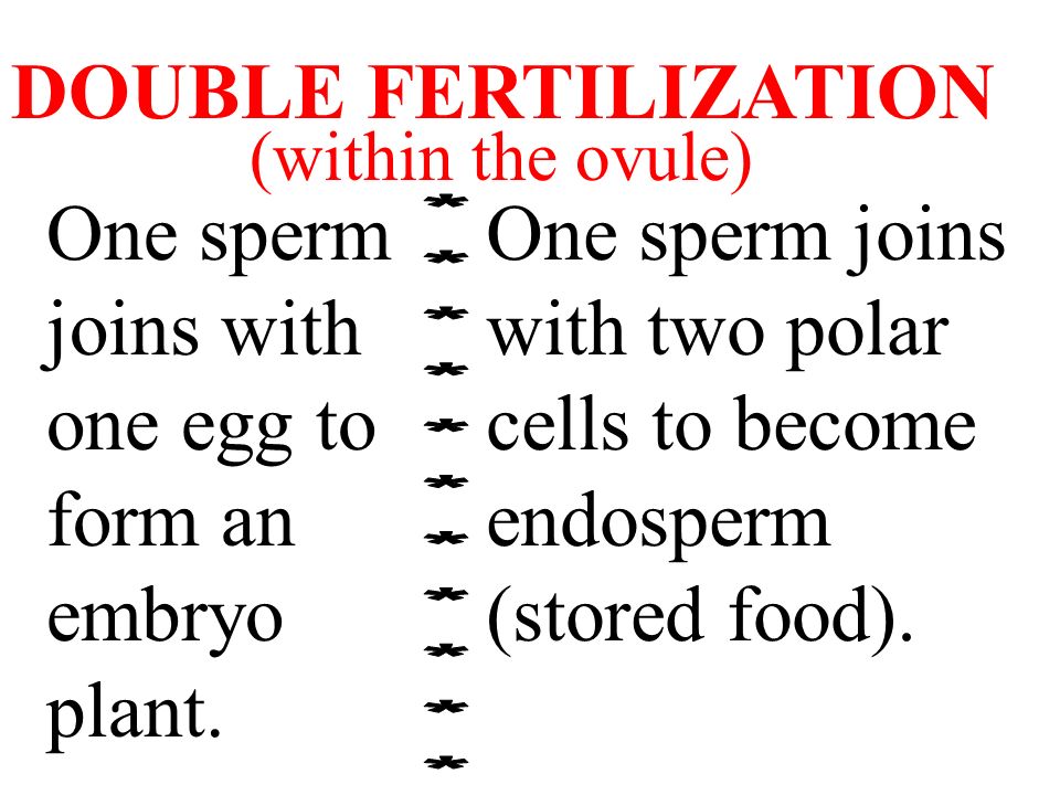 DOUBLE FERTILIZATION One sperm joins with one egg to form an embryo plant.