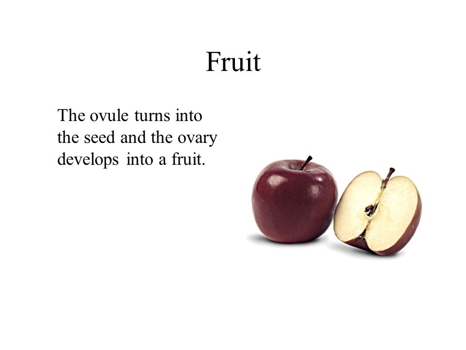 Fruit The ovule turns into the seed and the ovary develops into a fruit.