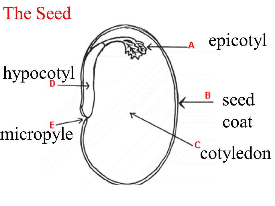 epicotyl seed coat cotyledon hypocotyl micropyle The Seed