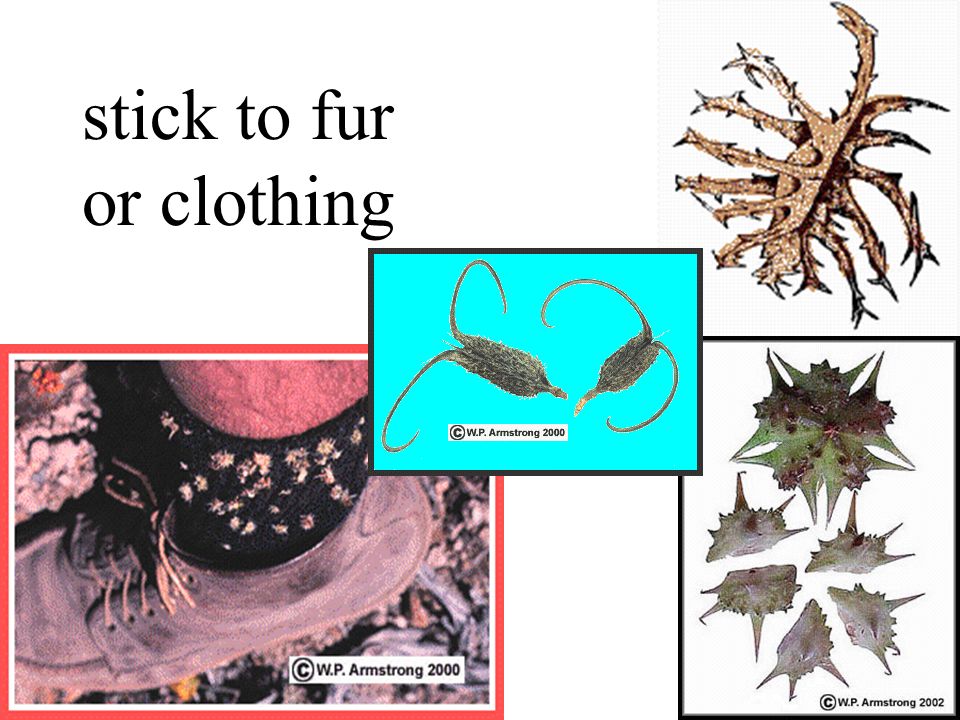 stick to fur or clothing