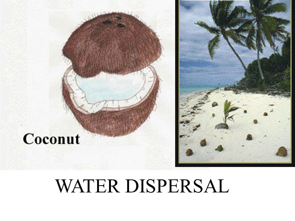 WATER DISPERSAL