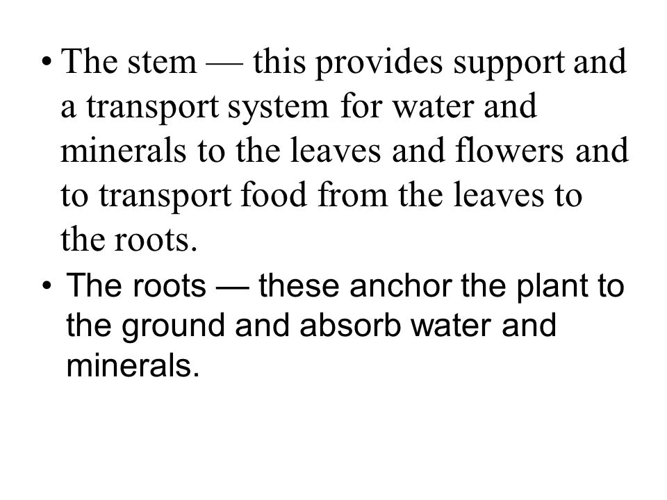 The stem — this provides support and a transport system for water and minerals to the leaves and flowers and to transport food from the leaves to the roots.