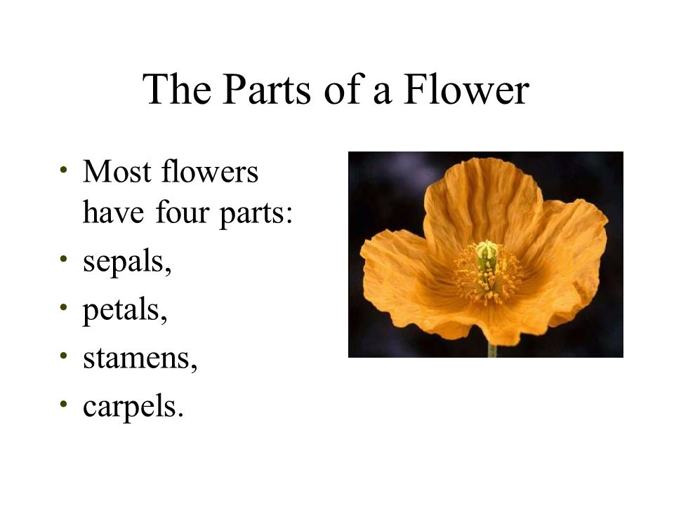 The Parts of a Flower Most flowers have four parts: sepals, petals, stamens, carpels.