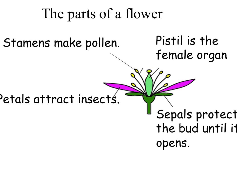 The parts of a flower Petals attract insects. Sepals protect the bud until it opens.