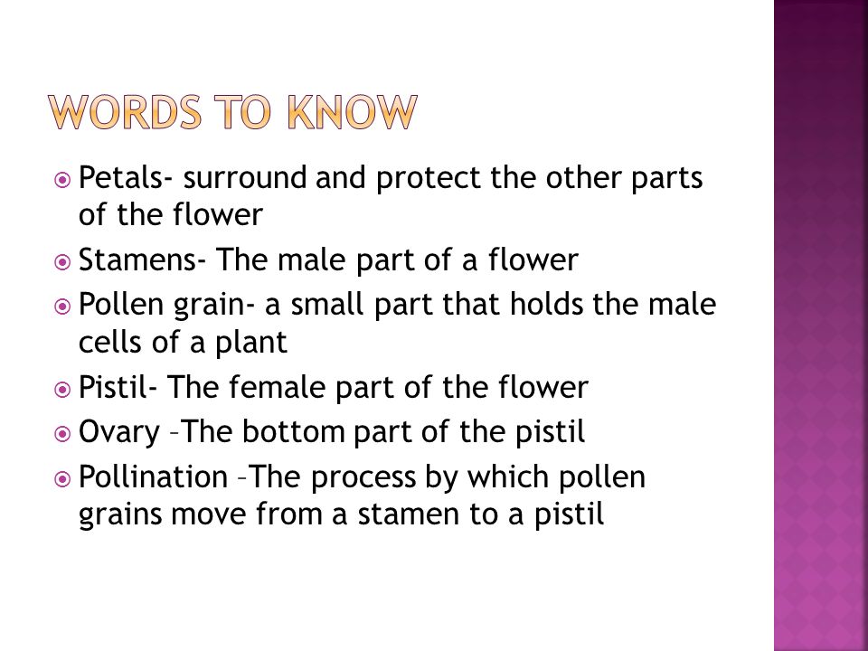  Petals- surround and protect the other parts of the flower  Stamens- The male part of a flower  Pollen grain- a small part that holds the male cells of a plant  Pistil- The female part of the flower  Ovary –The bottom part of the pistil  Pollination –The process by which pollen grains move from a stamen to a pistil