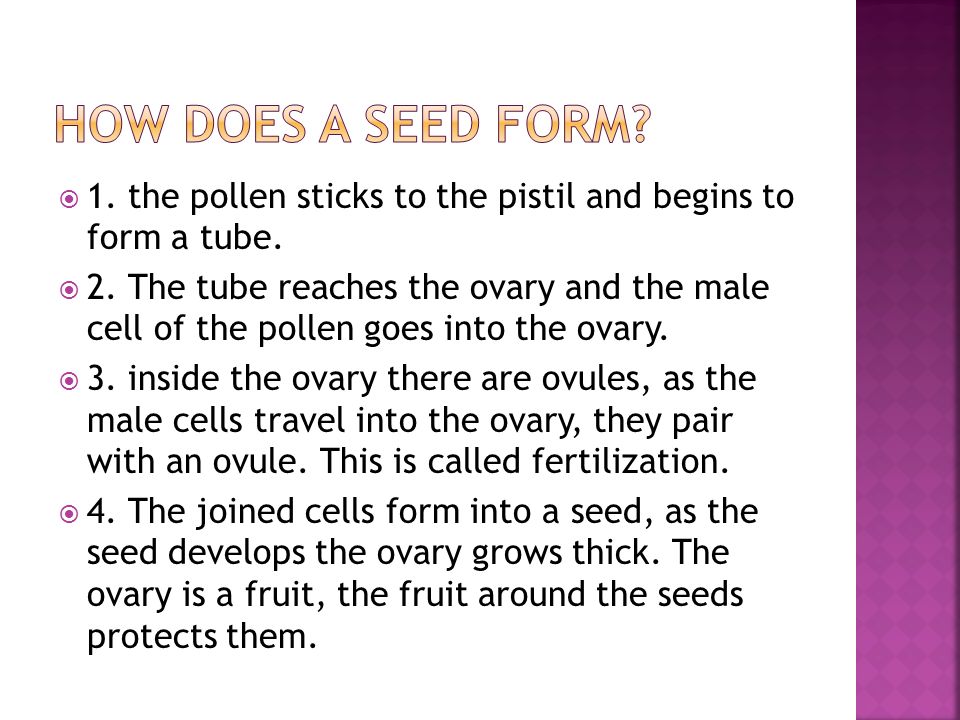  1. the pollen sticks to the pistil and begins to form a tube.