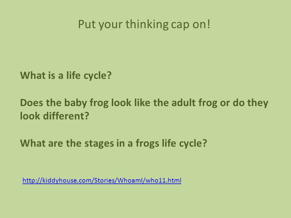 What is a life cycle. Does the baby frog look like the adult frog or do they look different.