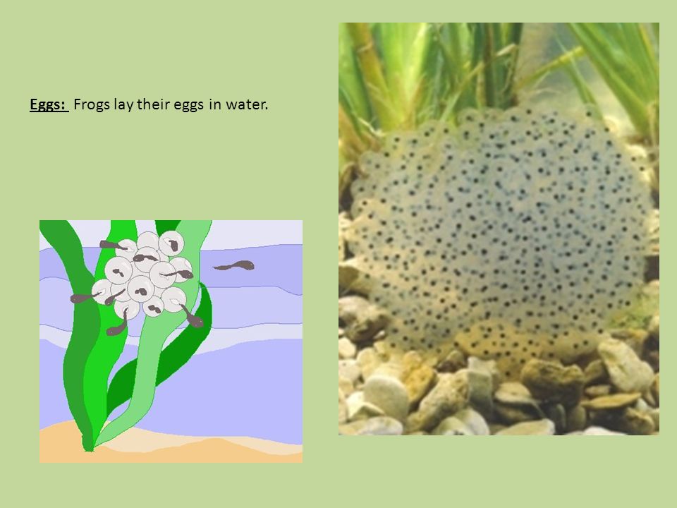 Eggs: Frogs lay their eggs in water.