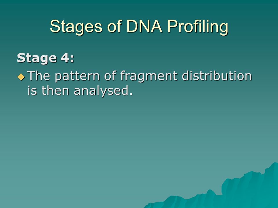 Stages of DNA Profiling Stage 4:  The pattern of fragment distribution is then analysed.