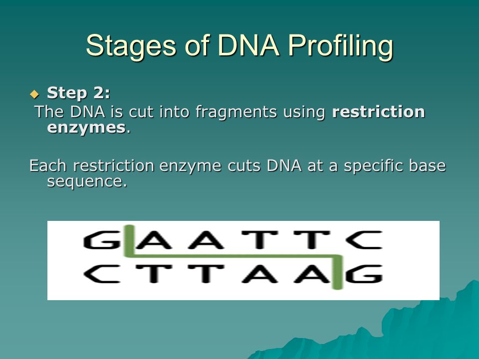 Stages of DNA Profiling  Step 2: The DNA is cut into fragments using restriction enzymes.
