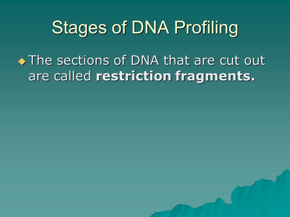 Stages of DNA Profiling  The sections of DNA that are cut out are called restriction fragments.
