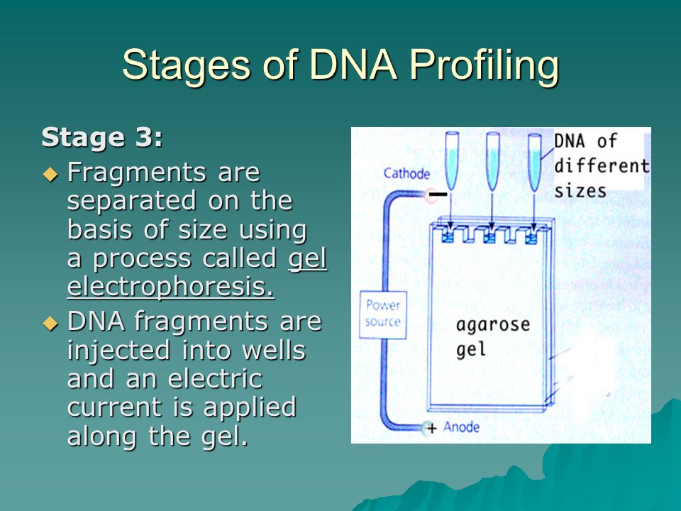 Stages of DNA Profiling Stage 3:  Fragments are separated on the basis of size using a process called gel electrophoresis.