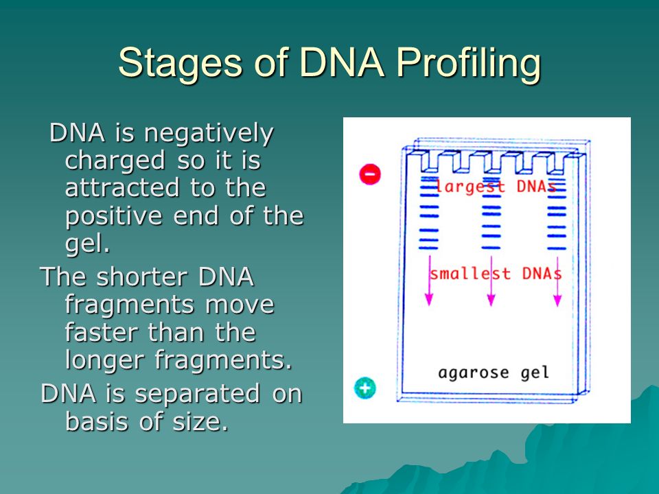 Stages of DNA Profiling DNA is negatively charged so it is attracted to the positive end of the gel.