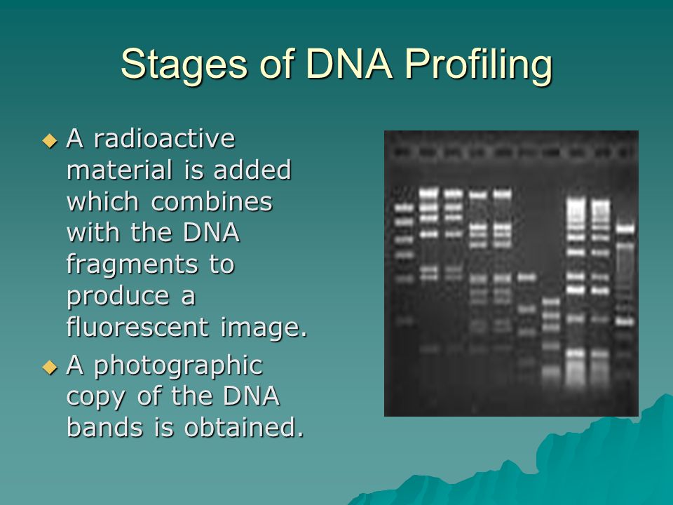 Stages of DNA Profiling  A radioactive material is added which combines with the DNA fragments to produce a fluorescent image.