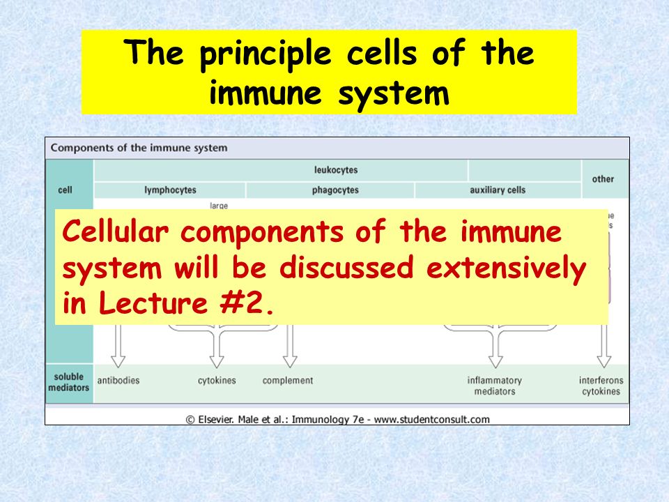 Origin and Evolution of the Vertebrate Immune System Current Topics in Microbiology and Immunology