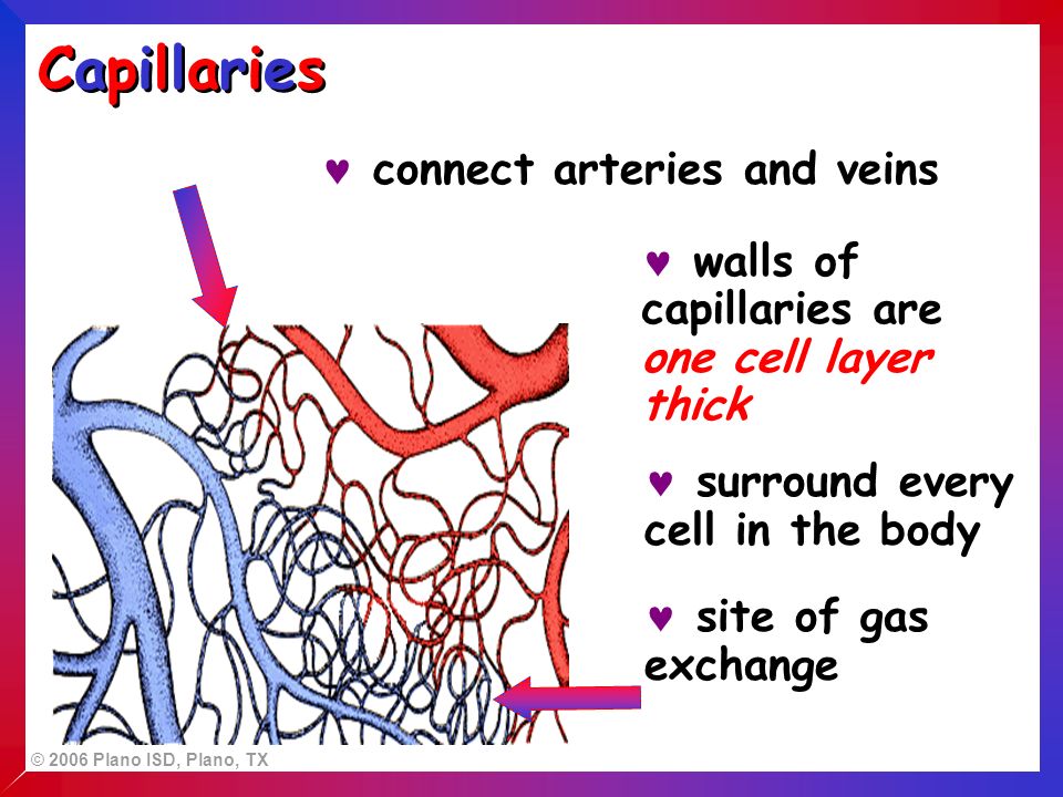 © 2006 Plano ISD, Plano, TX connect arteries and veins walls of capillaries are one cell layer thick surround every cell in the body CapillariesCapillaries CapillariesCapillaries site of gas exchange