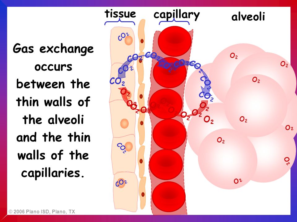 © 2006 Plano ISD, Plano, TX tissue alveoli O2O2 O2O2 O2O2 O2O2 O2O2 O2O2 O2O2 O2O2 CO 2 capillary CO 2 O2O2 Gas exchange occurs between the thin walls of the alveoli and the thin walls of the capillaries.