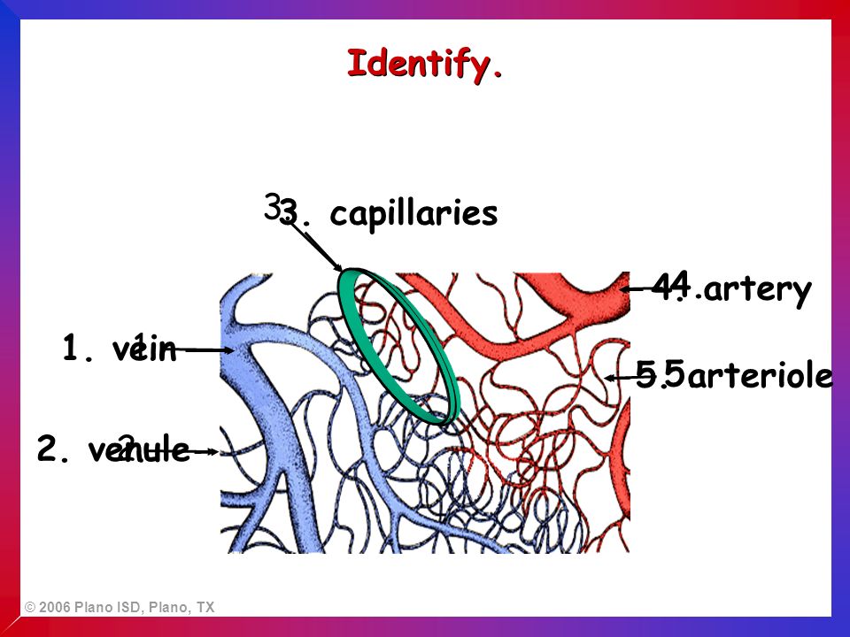 Identify vein 2. venule 4. artery 5. arteriole 3. capillaries