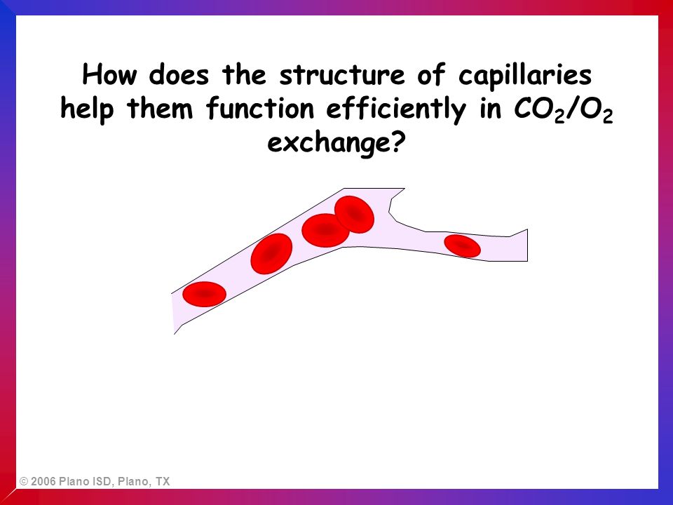 How does the structure of capillaries help them function efficiently in CO 2 /O 2 exchange