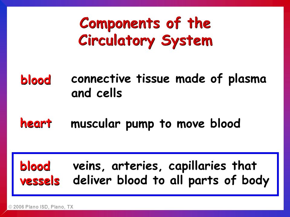 © 2006 Plano ISD, Plano, TX Components of the Circulatory System blood connective tissue made of plasma and cells heart muscular pump to move blood blood vessels veins, arteries, capillaries that deliver blood to all parts of body