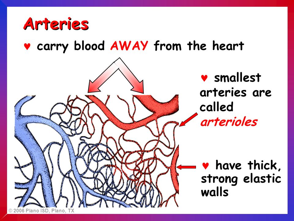 carry blood AWAY from the heart smallest arteries are called arterioles have thick, strong elastic walls Arteries