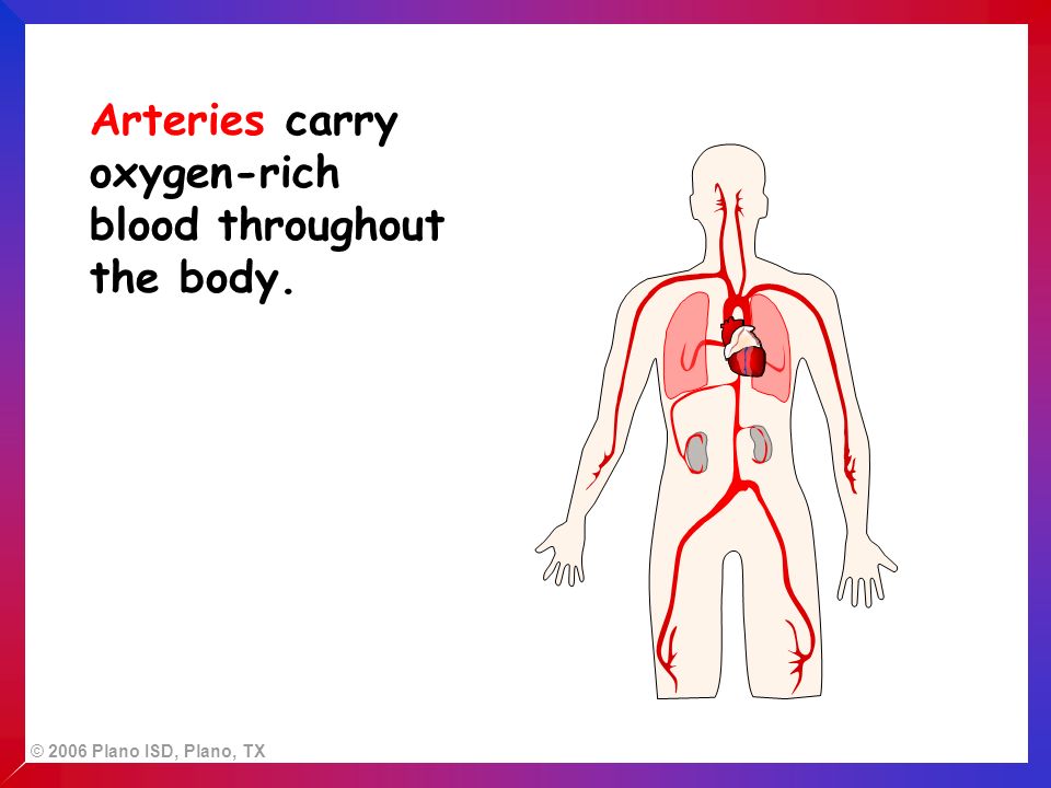 © 2006 Plano ISD, Plano, TX Arteries carry oxygen-rich blood throughout the body.