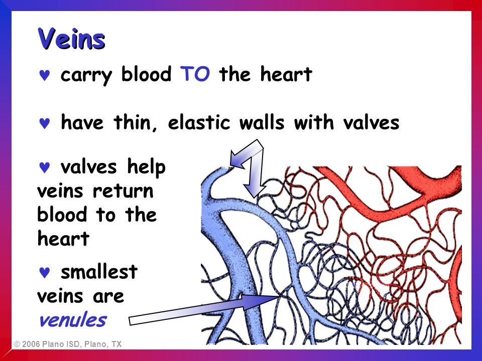 © 2006 Plano ISD, Plano, TX have thin, elastic walls with valves valves help veins return blood to the heart carry blood TO the heart Veins smallest veins are venules