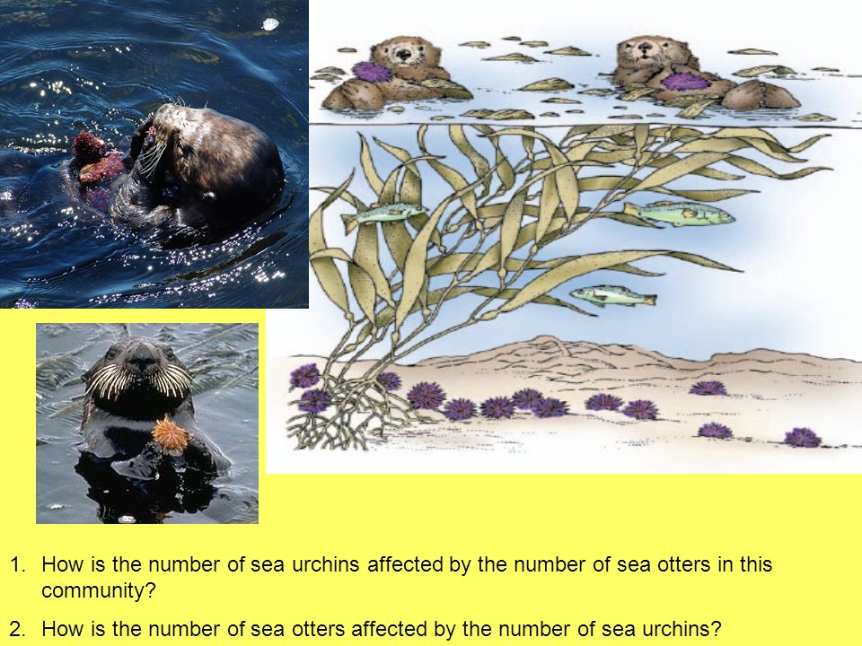 1.How is the number of sea urchins affected by the number of sea otters in this community.
