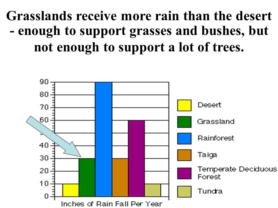 Grasslands receive more rain than the desert - enough to support grasses and bushes, but not enough to support a lot of trees.