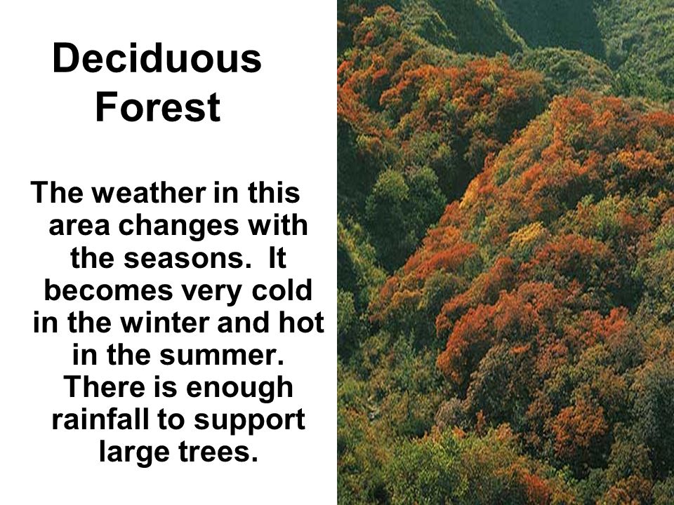 Deciduous Forest The weather in this area changes with the seasons.