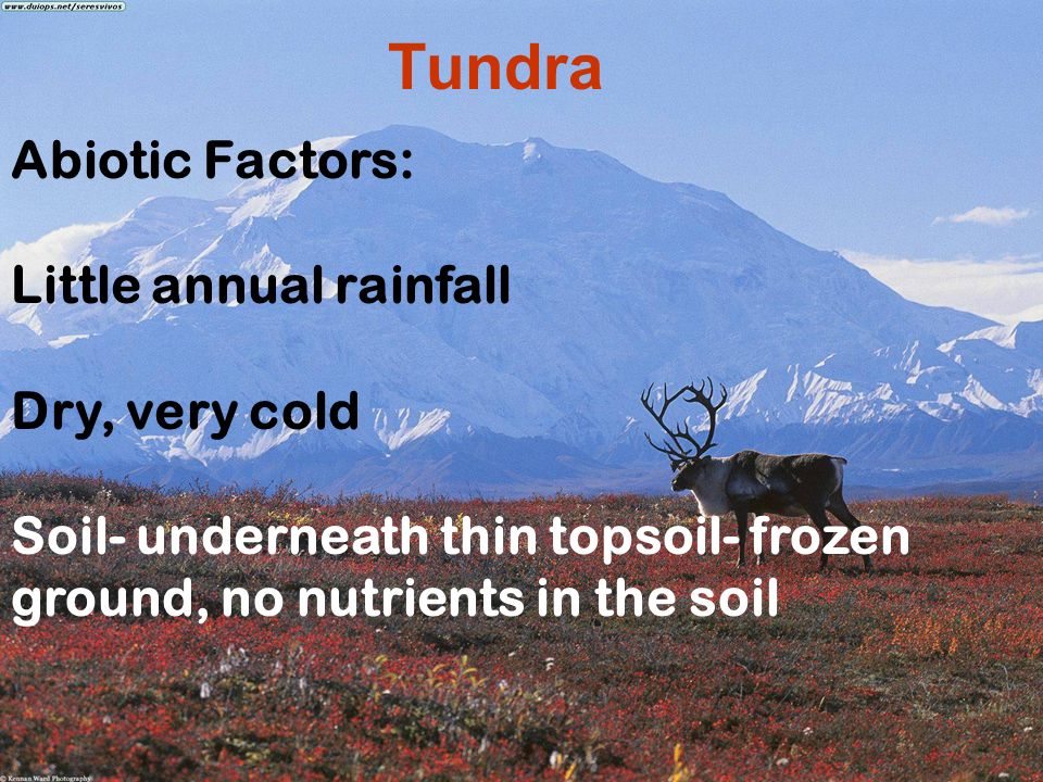 Abiotic Factors: Little annual rainfall Dry, very cold Soil- underneath thin topsoil- frozen ground, no nutrients in the soil
