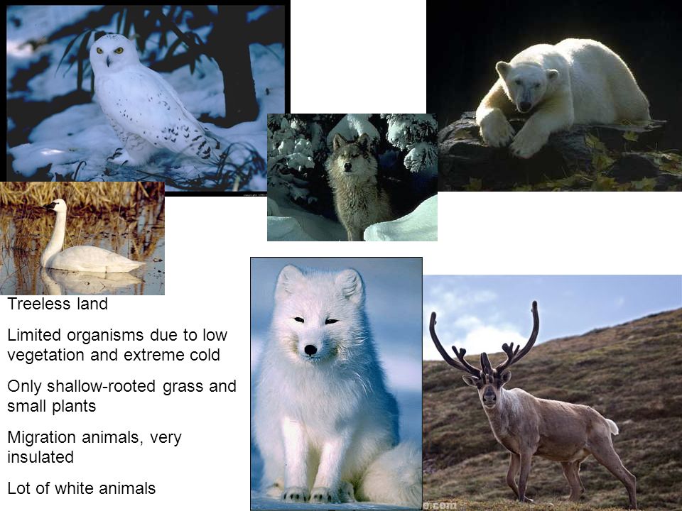 Treeless land Limited organisms due to low vegetation and extreme cold Only shallow-rooted grass and small plants Migration animals, very insulated Lot of white animals