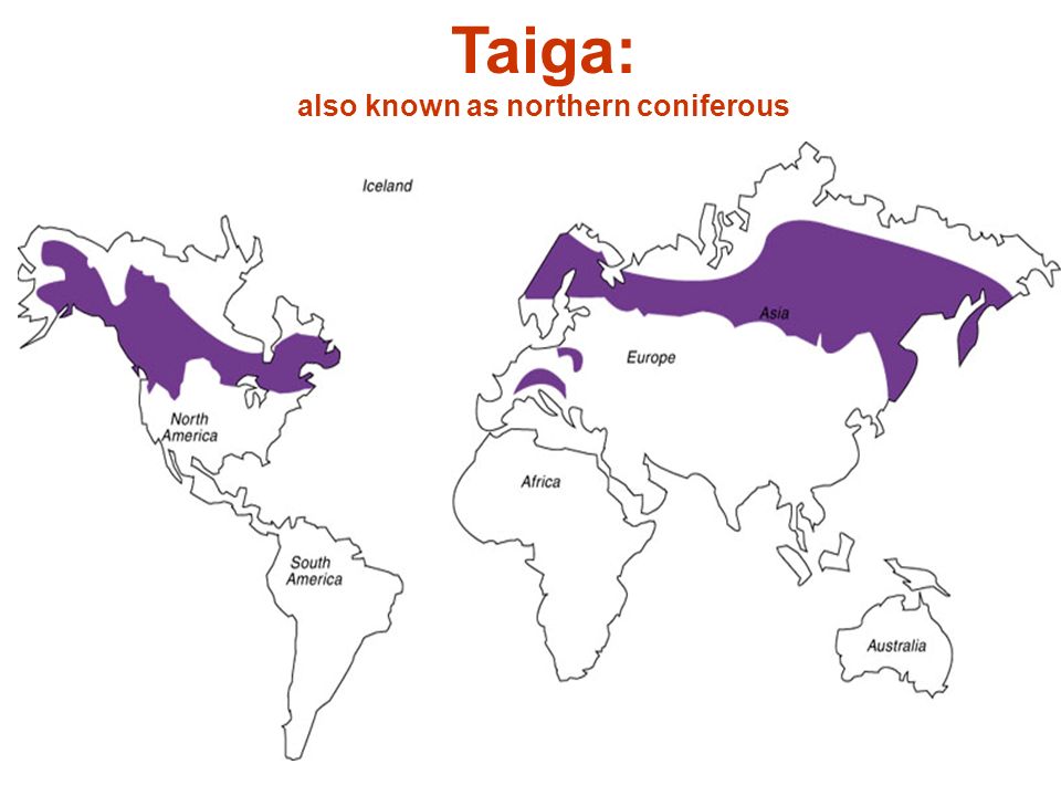Taiga: also known as northern coniferous