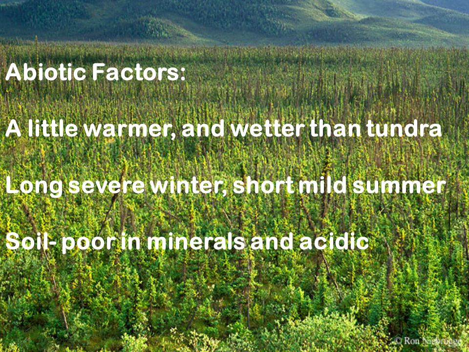 Abiotic Factors: A little warmer, and wetter than tundra Long severe winter, short mild summer Soil- poor in minerals and acidic