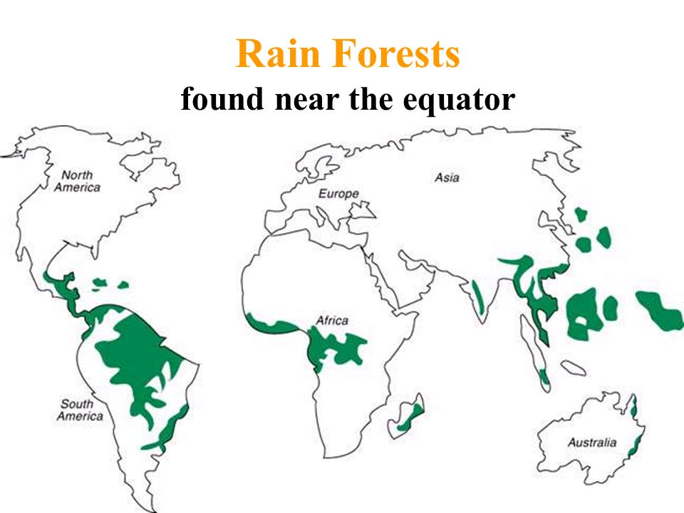 Rain Forests found near the equator