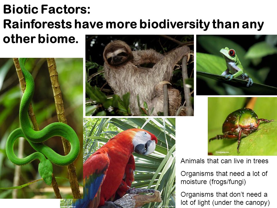 Biotic Factors: Rainforests have more biodiversity than any other biome.