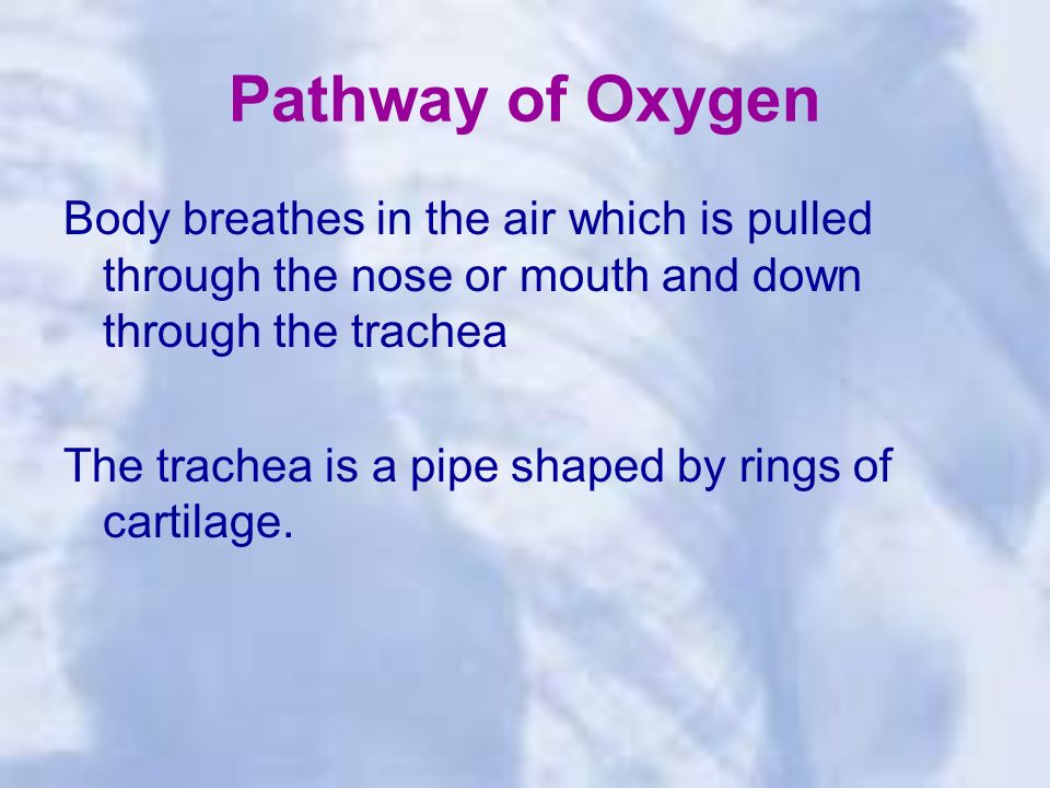 Pathway of Oxygen Body breathes in the air which is pulled through the nose or mouth and down through the trachea The trachea is a pipe shaped by rings of cartilage.