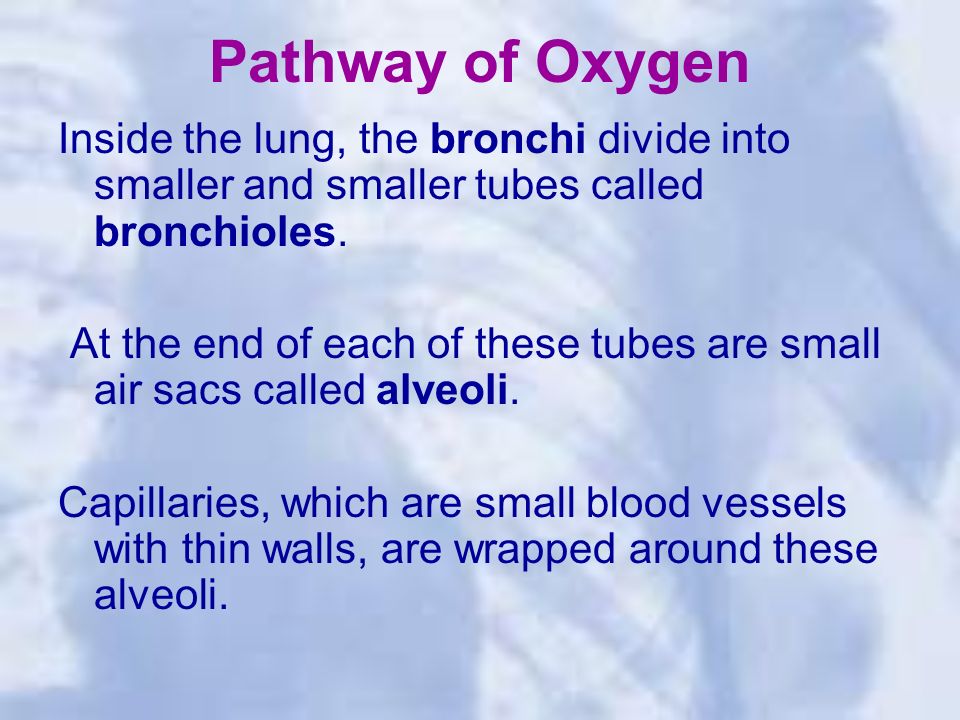Pathway of Oxygen Inside the lung, the bronchi divide into smaller and smaller tubes called bronchioles.