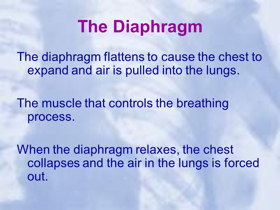 The Diaphragm The diaphragm flattens to cause the chest to expand and air is pulled into the lungs.