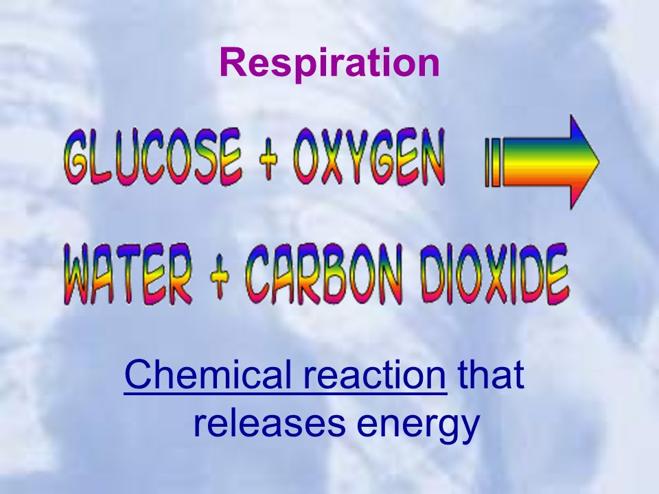 Respiration Chemical reaction that releases energy