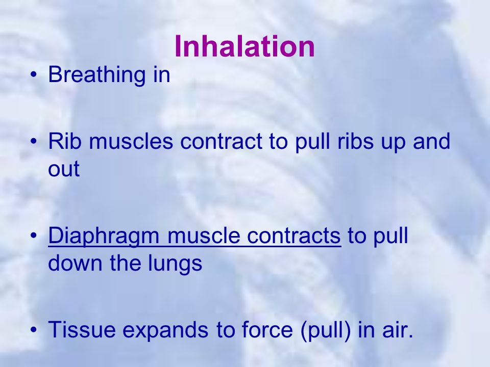 Inhalation Breathing in Rib muscles contract to pull ribs up and out Diaphragm muscle contracts to pull down the lungs Tissue expands to force (pull) in air.