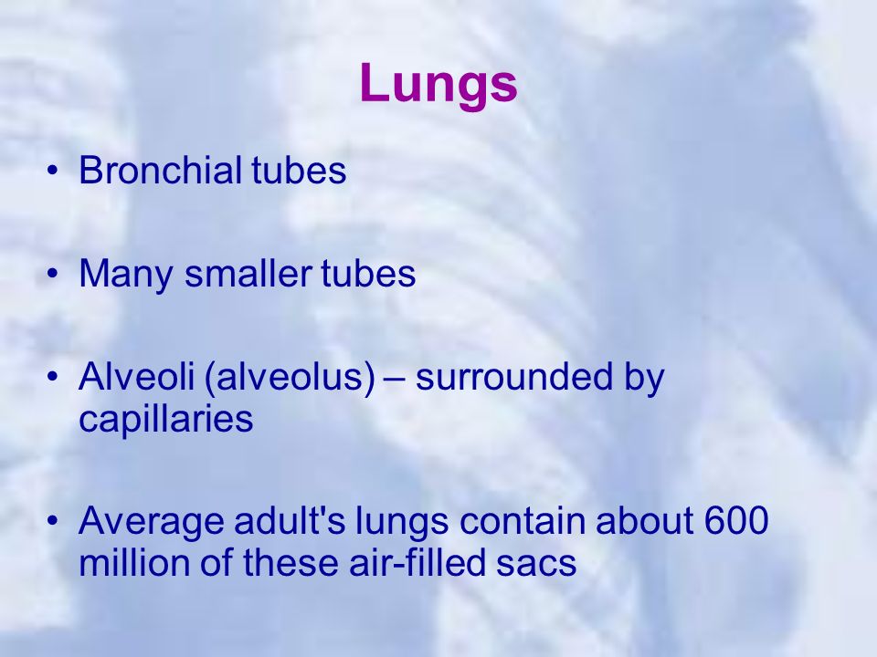 Lungs Bronchial tubes Many smaller tubes Alveoli (alveolus) – surrounded by capillaries Average adult s lungs contain about 600 million of these air-filled sacs