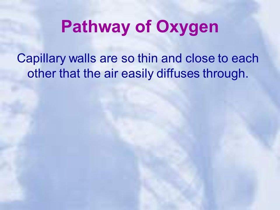 Pathway of Oxygen Capillary walls are so thin and close to each other that the air easily diffuses through.