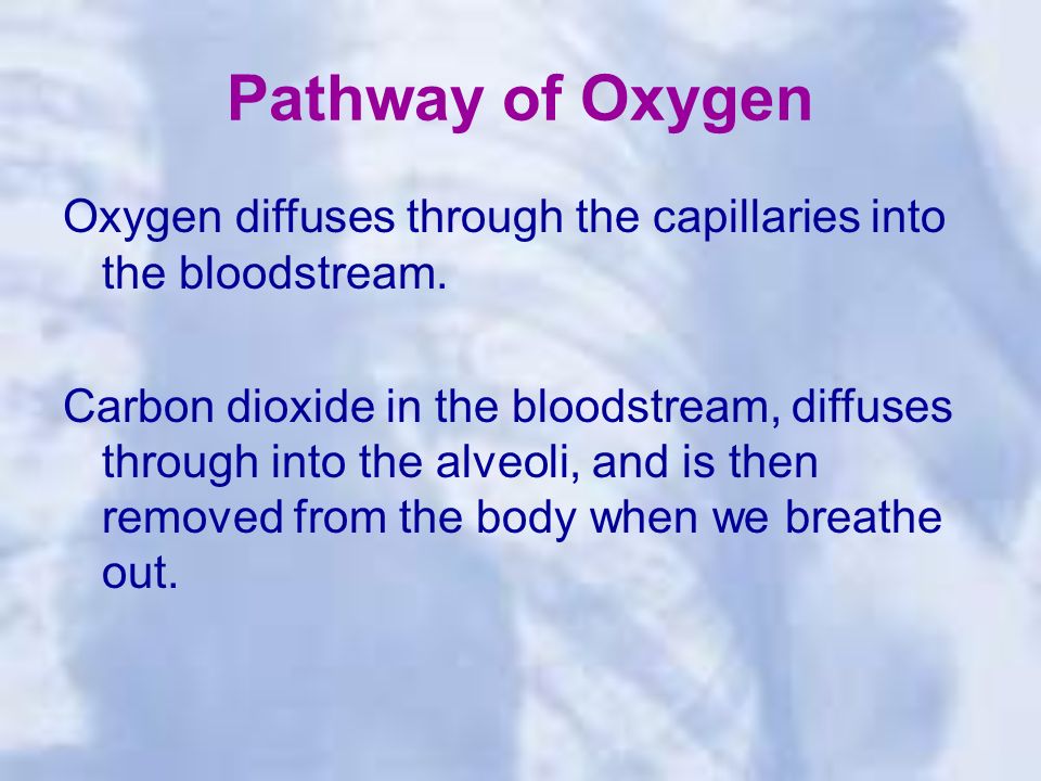 Pathway of Oxygen Oxygen diffuses through the capillaries into the bloodstream.
