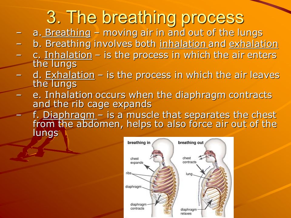 3. The breathing process –a. Breathing – moving air in and out of the lungs –b.