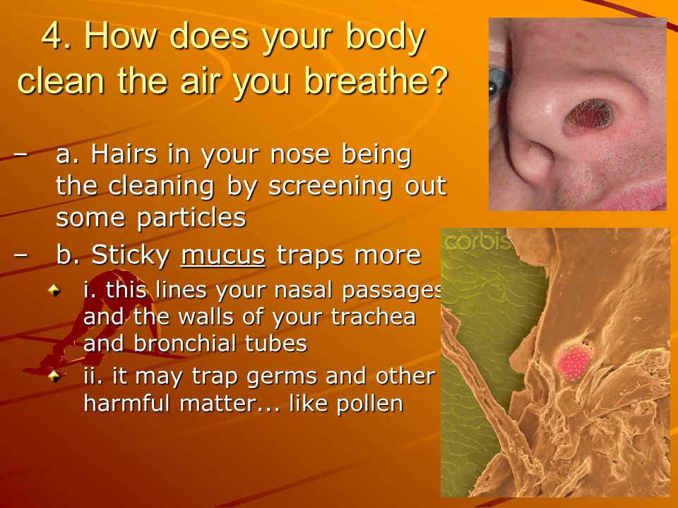 4. How does your body clean the air you breathe. –a.