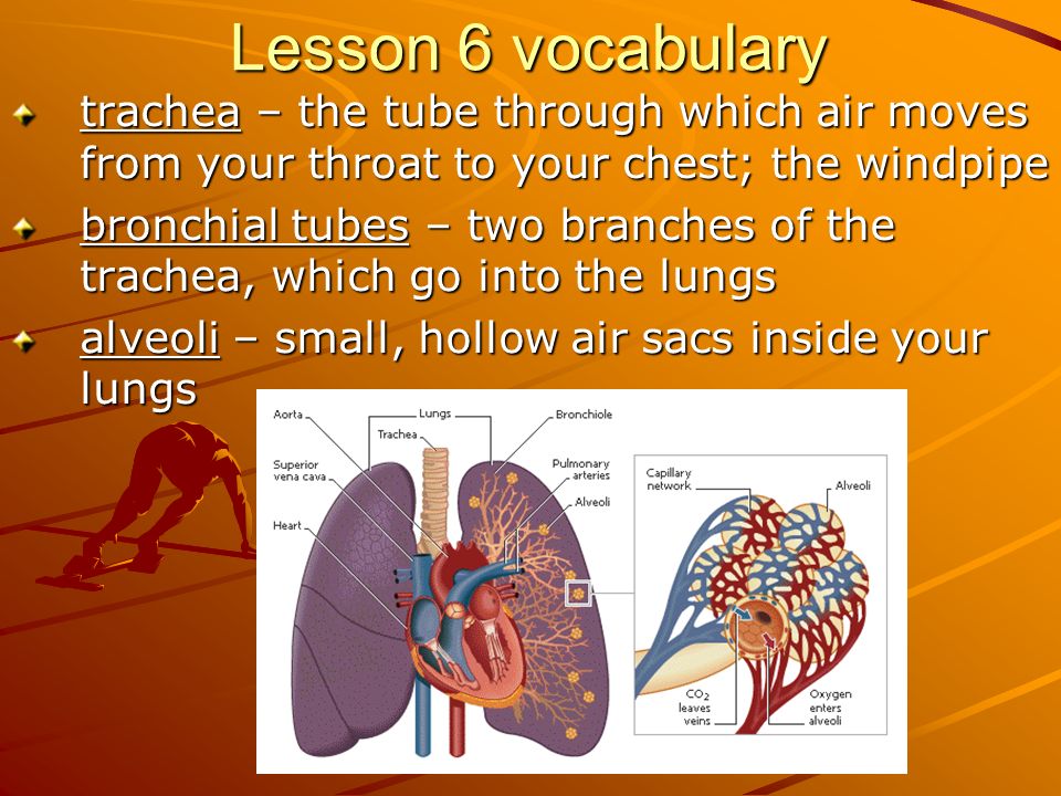 Lesson 6 vocabulary trachea – the tube through which air moves from your throat to your chest; the windpipe bronchial tubes – two branches of the trachea, which go into the lungs alveoli – small, hollow air sacs inside your lungs
