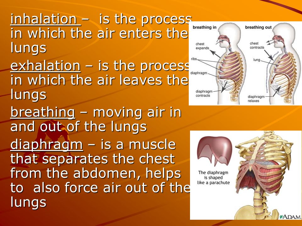 inhalation – is the process in which the air enters the lungs exhalation – is the process in which the air leaves the lungs breathing – moving air in and out of the lungs diaphragm – is a muscle that separates the chest from the abdomen, helps to also force air out of the lungs